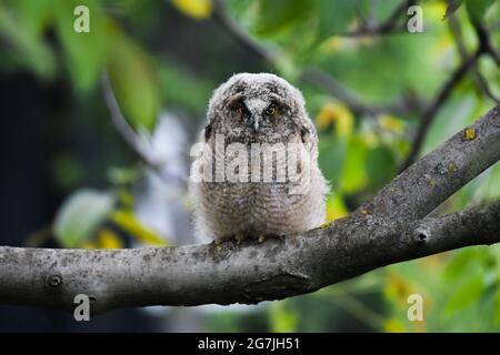 Hibou moyen-duc Banque D'Images