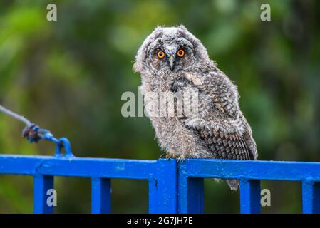 Hibou poussin avec de grands yeux lumineux, mignon hibou à longues oreilles assis sur une clôture, sauvage ASIO Otus, hibou de pose affamé, portrait de hibou, jeune chasseur Banque D'Images