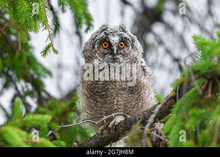 Chouette hibou à longues oreilles qui se porte avec de grands yeux de brigole, chouette curieuse assise sur un arbre, sauvage ASIO Otus, hibou affamé posant, portrait de hibou, jeune chasseur Banque D'Images