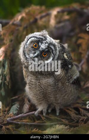 Hibou drôle poussin regardant avec les yeux de grande brigade, curieux hibou à longues oreilles assis sur l'arbre, sauvage ASIO Otus, hibou affamé posant, portrait de hibou, jeune chasseur Banque D'Images