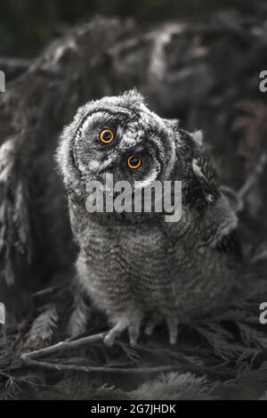 Curieux hibou poussin regardant avec les yeux de grande brigade, drôle hibou à longue oreilles assis sur l'arbre, sauvage ASIO Otus, hibou affamé posant, portrait de hibou, jeune chasseur gro Banque D'Images