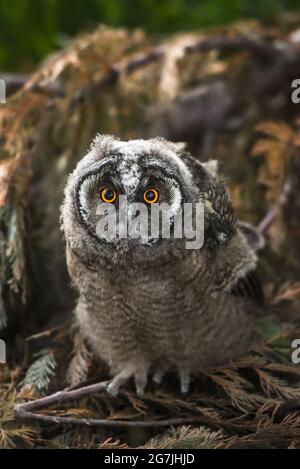 Curieux hibou poussin regardant avec les yeux de grande brigade, drôle hibou à longue oreilles assis sur l'arbre, sauvage ASIO Otus, hibou affamé posant, portrait de hibou, jeune chasseur gro Banque D'Images