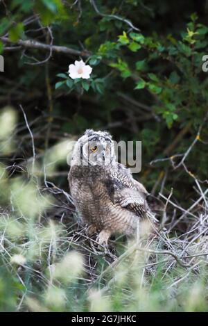 Curieux hibou bébé regardant avec de grands yeux lumineux, mignon hibou à longues oreilles assis sur l'arbre, sauvage ASIO Otus, hibou faim en posant poussin, portrait de hibou, jeune chasseur Banque D'Images