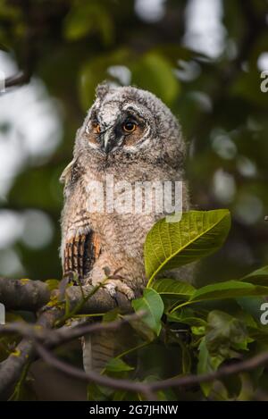 Curieux hibou poussin regardant avec de grands yeux de brigot, mignon hibou à longue oreilles assis sur l'arbre, sauvage ASIO Otus, hibou affamé posant, portrait de hibou, jeune chasseur pousse Banque D'Images