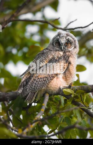 Hibou aristocratique qui se porte aux yeux de grande taille, chouette hibou à longues oreilles assise sur un arbre, sauvage ASIO Otus, hibou affamé posant, portrait de hibou, jeune chasseur Banque D'Images