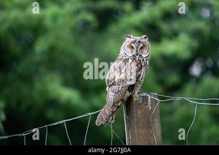 Chouette majestueuse assise sur une clôture, hibou sage à longues oreilles, ASIO Otus regardant avec de grands yeux brillants et lumineux grand ouvert Banque D'Images