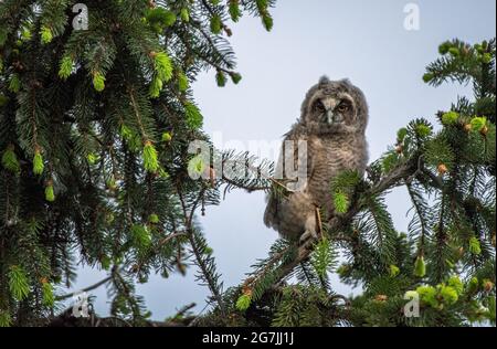 La bayb de l'hibou de Lery est avec de grands yeux de brigole, la chouette hibou à longues oreilles est assise sur l'arbre, l'ASIO Otus sauvage, la hibou affamée pose, le portrait de l'hibou, le jeune chasseur pousse Banque D'Images