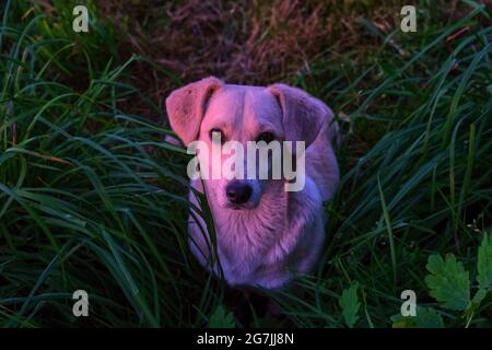 Chien blanc dans l'herbe verte dans les rayons du soleil couchant Banque D'Images