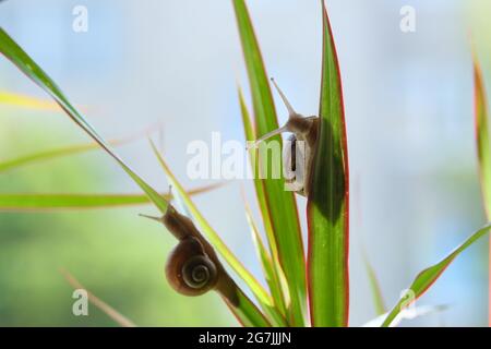 Deux escargots perçant sur les feuilles de dracaena Banque D'Images