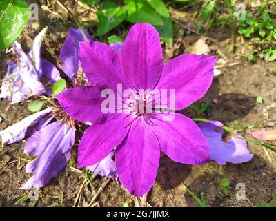 Fleur de phlox violet vif Banque D'Images