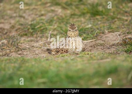 Skylark ayant un bain de boue, sur l'herbe, gros plan au printemps en Écosse Banque D'Images