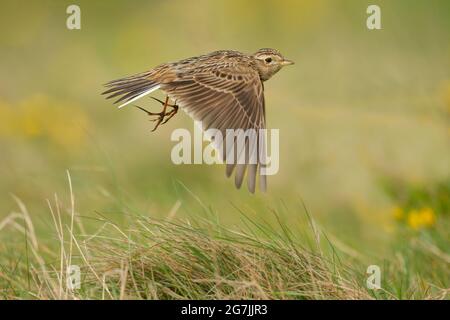 Skylark survolant l'herbe, gros plan au printemps en Écosse Banque D'Images