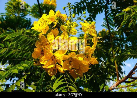 'Peltophorum pterocarpum' communément connu sous le nom de coperpode, jaune-flamboyant, jaune flamant, jaune poinciana ou jaune-flamme poussant en Californie Banque D'Images