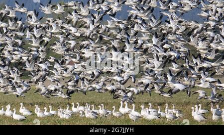 MIGRATION DES OIES DES NEIGES DANS LA VALLÉE DE SKAGIT, DANS L'ÉTAT DE WASHINGTON Banque D'Images