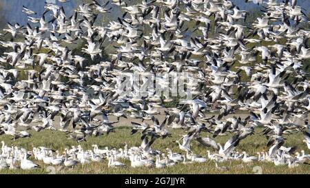 MIGRATION DES OIES DES NEIGES DANS LA VALLÉE DE SKAGIT, DANS L'ÉTAT DE WASHINGTON Banque D'Images