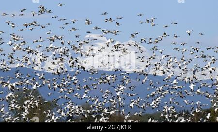 MIGRATION DES OIES DES NEIGES DANS LA VALLÉE DE SKAGIT, DANS L'ÉTAT DE WASHINGTON Banque D'Images