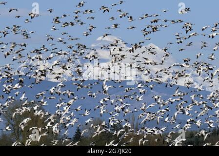 MIGRATION DES OIES DES NEIGES DANS LA VALLÉE DE SKAGIT, DANS L'ÉTAT DE WASHINGTON Banque D'Images