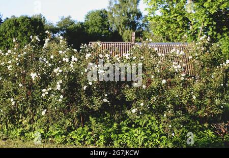 Des roses blanches sauvages fleurissent au printemps en plein air dans la campagne Banque D'Images