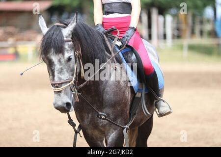 Un concurrent inconnu qui se trouve sur le show pull Horse à l'occasion de l'événement d'équitation, heure d'été. Afficher le cheval de saut sous selle en action Banque D'Images