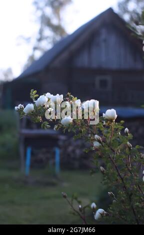 Des roses blanches sauvages fleurissent au printemps en plein air dans la campagne Banque D'Images