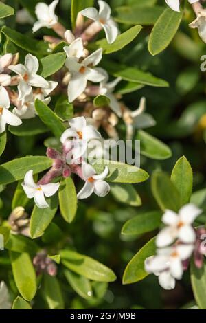 Daphne Atlantica Fragrance éternelle à fleurs fragmentaires, portrait naturel de plantes Banque D'Images