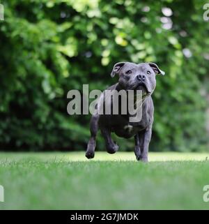 English Staffordshire Bull Terrier court dans l'herbe verte. Chien Staffy bleu actif dans le jardin. Banque D'Images