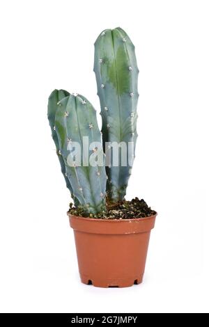 Cereus Cactus, espèce de maison bleuâtre, dans un pot de fleurs isolé sur fond blanc Banque D'Images