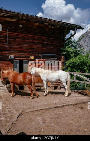 Chevaux dans un beau petit village avec maisons traditionnelles en bois - Gimmelwald - Vallée de Lauterbrunnen - région de Jungfrau en été - Alpes suisses, Suisse Banque D'Images