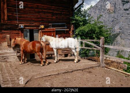 Chevaux dans un beau petit village avec maisons traditionnelles en bois - Gimmelwald - Vallée de Lauterbrunnen - région de Jungfrau en été - Alpes suisses, Suisse Banque D'Images