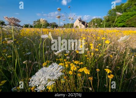 Nouvelle prairie de fleurs sauvages dans un ancien champ à West Wittering, Chichester, West Sussex, Angleterre Banque D'Images