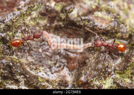 Les travailleurs de Ant (Aphaenogaster tennesseensis) portant un ver à leur nid après un voyage de recherche de nourriture. Banque D'Images