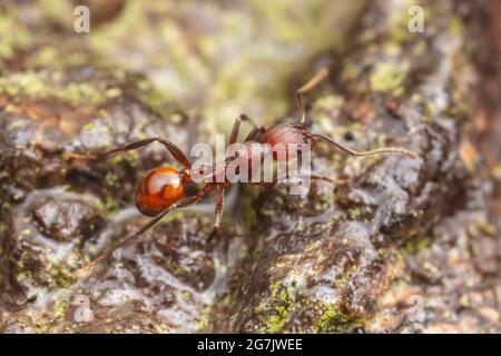 Ant cintré (Aphaenogaster tennesseensis) Banque D'Images