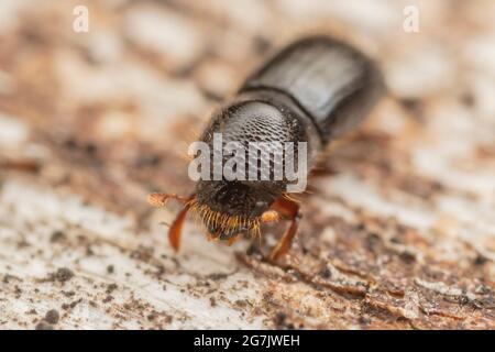 Euwallacea validus, coléoptère ambroisien originaire d'Asie, adventif en Amérique du Nord. Banque D'Images