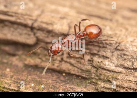 Un Ant cintré (Aphaenogaster tennesseensis) désalte la reine après avoir fait ses ailes. Banque D'Images