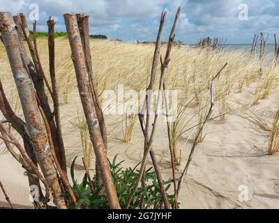 Gros plan de troncs d'arbres fins coupés sur une plage Banque D'Images
