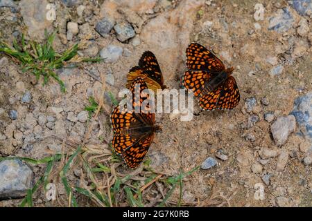 Papillons à pieds brossés dans la gamme Garnet, Montana, États-Unis Banque D'Images