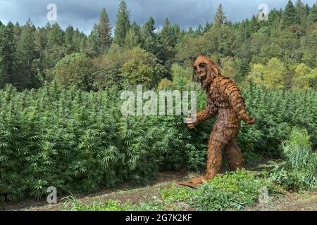 Bigfoot passant par la souche 'Lifter' du champ de chanvre biologique en maturation, Cannabis sativa, folklore nord-américain. Banque D'Images