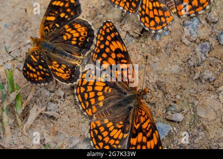 Papillons à pieds brossés dans la gamme Garnet, Montana, États-Unis Banque D'Images