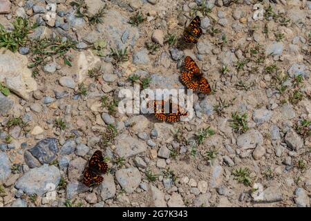 Papillons à pieds brossés dans la gamme Garnet, Montana, États-Unis Banque D'Images