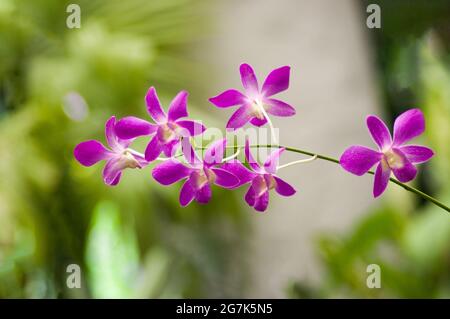 Cliché sélectif d'orchidées épidendrum roses sur fond verdâtre Banque D'Images