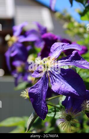 Close up of fleur pourpre Banque D'Images