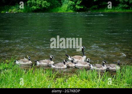 Une famille d'Oies canadiennes nageant dans la rivière Santiam Nord, en Oregon Banque D'Images