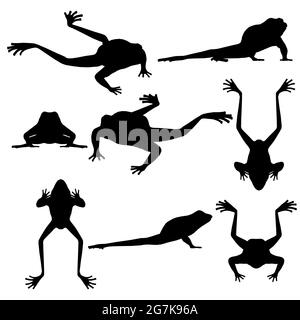 Ensemble avec silhouettes de grenouilles dans différentes positions isolées sur un fond blanc. Illustration vectorielle. Illustration de Vecteur