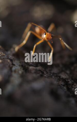 Photographie macro de Ant. Banque D'Images