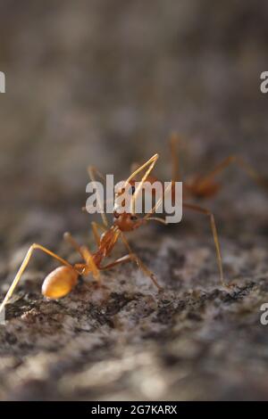 Photographie macro de Ant. Banque D'Images