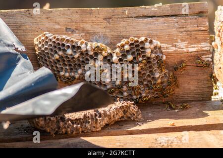 Gros plan du nid d'un hornet sur une planche en bois Banque D'Images