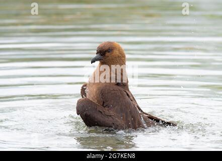 Brown Skua se baignant en Géorgie du Sud et dans les îles Sandwich du Sud Banque D'Images