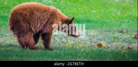 Cub à l'ours brun de couleur cannelle qui renifle le pissenlit Banque D'Images