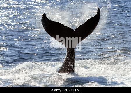 Gros plan de la silhouette de queue de baleine tandis que le soleil brille sur l'océan. Banque D'Images