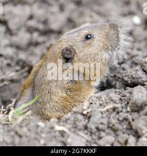 Le Gopher de poche se déchaîne de la bavure et avec prudence. Comté de Santa Clara, Californie, États-Unis. Banque D'Images